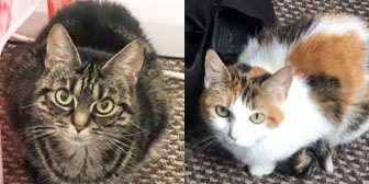 Rescue cats Tinkerbelle and Princess from Little Paws Cat Haven, Wolverhampton, West Midlands, need a home
