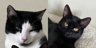 Rescue Cats Walter & Nocka, 8 Lives Cat Rescue, Sheffield needs a home