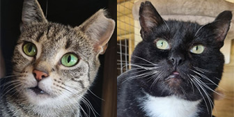 Rescue cats Whitney and Reece from Stray Cat Rescue Team West Midlands, Wolverhampton, Birmingham, West Midlands, need a new home