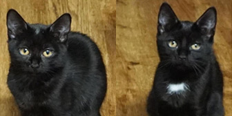 Rescue cats Wren and Benji from Cat Action Trust 1977 - Doncaster South, Doncaster, South Yorkshire, need a home
