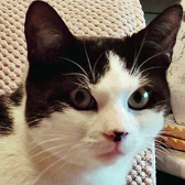 Rescue Cat Alfie from Cat Homing & Rescue, Warrington, needs a home