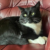 Rescue cat Banjo from A Purrfect Friend, Preston, Lancashire, needs a home