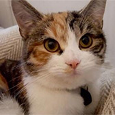 Rescue cat Bonnie from Raystede Centre for Animal Welfare, Ringmer, West Kent, East Sussex, West Sussex, Surrey, needs a home