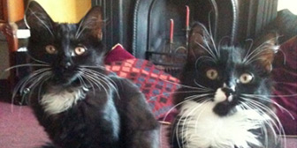 Rescue cats Camille and Coco from Street Animals & Pix ’n’ Mix Pedigree Rescue, Islington, East London, West London, Greater London, need a home