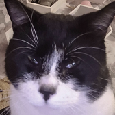 Rescue Cat Charlie from Mitzi's Kitty Corner, Totnes, needs a home