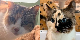 Rescue cats Cinnamon and Tinks from TAG Pet Rescue, Margate, Thanet, East Kent, need a home
