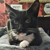 Rescue cat Clarence from BJ Cat Rescue (working with North Notts Cat Rescue), Nottingham, Nottinghamshire, needs a home