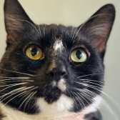Rescue Cat Darwin, .Battersea at Old Windsor,  Old Windsor needs a home