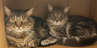 Rescue cats Dolton and Doug from Cat & Rabbit Rescue Centre, Chichester, Hampshire, West Sussex, need a home