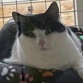 Rescue cat Doug from A Purrfect Friend, Preston, Lancashire, needs a home