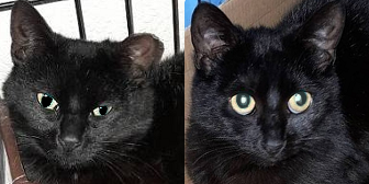 Rescue Cats Elmo and Emma from Peline Friends London, Hackney, need a home