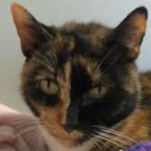 Rescue Cat Fern in Hope, Axholme Cat Rescue, Doncaster needs a home