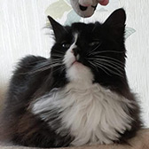 Rescue cat Fluff Cat from Caring Animal Rescue, Hixon, Stafford, Staffordshire, West Midlands, needs a home