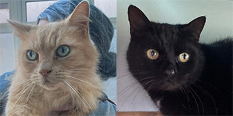 Rescue cats Fluffy and Freddie from Toe Beans Cat Rescue, Saffron Walden, Essex, need a home