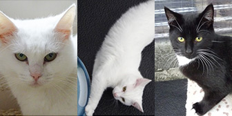 Rescue cats Freya, April & Archer from RSPCA - Ceredigion, needs home