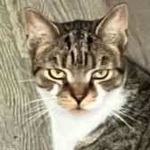 Rescue Cat Gus, .Consett Cat Rescue,  Consett needs a home