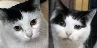 Rescue cats Harry and Hector from Cat Rescue West Wales, Whitland, Wales, need a home