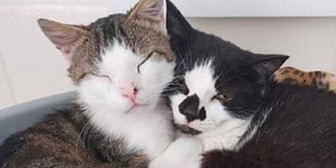 Rescue cats Harry & Nutella from Eden Animal Rescue, Penrith, Cumbria, need a home