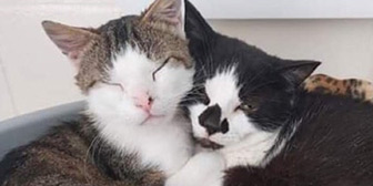 Cats Desperate for a Home - Cumbria - Cat Chat Cats Desperate for a Home - Cumbria - Cat Chat