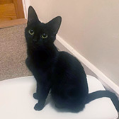 Rescue cat Hope from The Cat House Rescue, Bradford, North Yorkshire, West Yorkshire, needs a home