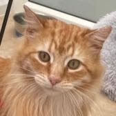 Rescue Cat Kipling,  Cats in Distress,  Frome needs a home
