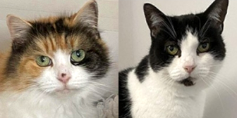 Rescue Cats Kitty and Sheba from Cats Protection Worthing and District, West Sussex, need a home