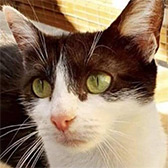 Rescue cat Lilly from Cat Action Trust 1977 - Nuneaton & Hinckley, Leicestershire, Warwickshire, needs a home