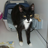 Rescue cat Lottie from Thanet Cat Club, Broadstairs, East Kent, needs a home