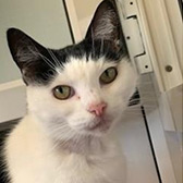 Rescue cat Maisie from Clacton National Animal Trust, Clacton, Essex, Suffolk, needs a home