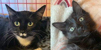 Rescue cats Maisie and Otis from Cats In Crisis - Epsom, Surrey, need a home