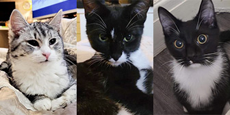 Rescue cats Marie, Tolouse and Berlioz from Blackpool Nine Lives Cat Rescue, Blackpool, Lancashire, need a home