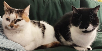 Rescue cats Meadow and Clover from Furbabies Cat Rescue, Birmingham, West Midlands, need a new home
