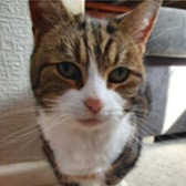 Rescue Cat Millie,  Kato`s Rescue, Solihull needs a home