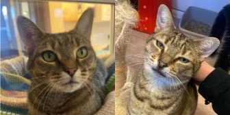 Rescue Cats Millie & Stevie,  Clacton National Animal Welfare Trust,  Clacton needs a home
