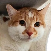 Rescue cat Basil from Cats Protection - Mitcham Homing Centre, needs home