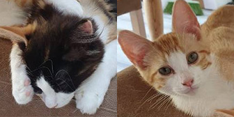 Rescue cats Mimi & Little Bro from Feline Friends London, Hackney, East London, West London, need a home