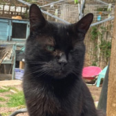 Rescue cat Nero from Kings Heath Cat Rescue, Birmingham, West Midlands, needs a home