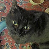 Rescue cat Noir from Royston Animal Welfare, Barnsley, South Yorkshire, West Yorkshire, needs a home