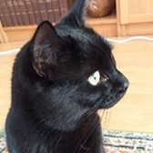 Rescue cat Oakley from Toe Beans Cat Rescue, Saffron Walden, Essex, needs a home