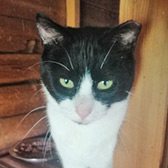 Rescue cat Oliver from Cat Rescue West Wales, Whitland, South West Wales, needs a home