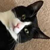 Rescue Cat Oreo, .Cats Protection - Chiltern,  Aylesbury needs a home