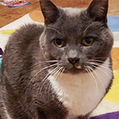 Rescue cat Ozzie from BJ Cat Rescue (working with North Notts Cat Rescue), Nottingham, Nottinghamshire, needs a home