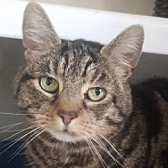 Rescue Cat Pasha from Wonky Pets Rescue, Northampton, needs a home
