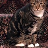 Rescue cat Phoebe, at New Beginnings Cat Rehoming, Gateshead, needs a new home