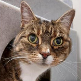 Rescue Cat Pixie, from Cats Protection Mitcham Homing Centre, London, needs a home
