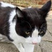 Rescue cat Pongo from Cat Watch Rescue Shelter, Amesbury, Dorset, Hampshire, Wiltshire, needs a home