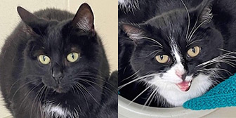 Rescue cats Pumpkin & Noodle from Eden Animal Rescue, Penrith, Cumbria, need a home