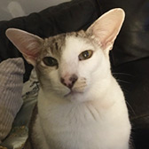 Rescue cat Rio from Cats Protection - Worthing & District, Worthing, West Sussex, needs a home