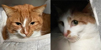 Rescue cats Robbie and Pebbles from Whinnybank Cat Sanctuary, Newburgh, Fife, Tayside, need a home