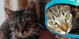 Rescue Cats Rosie & Toby, Maesteg Animal Welfare Society, Bridgend needs a home
